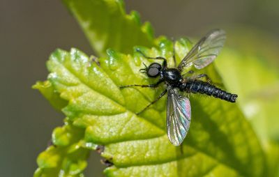 Bibio lanigerus / Kleine rouwvlieg