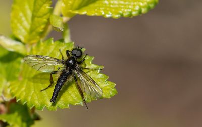 Bibio lanigerus / Kleine rouwvlieg