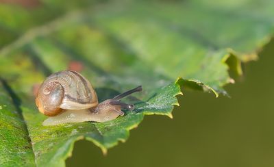 Cornu aspersum / Segrijnslak