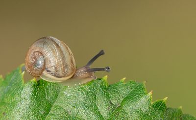Cornu aspersum / Segrijnslak