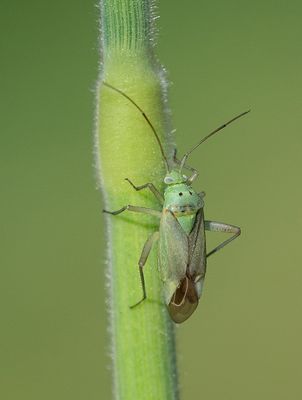 Closterotomus norwegicus / Aardappelprachtblindwants