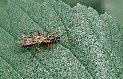 Dyspetes luteomarginatus