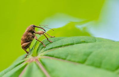 Curculio glandium / Kleine eikelboorder 