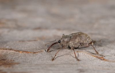 Curculio elephas 