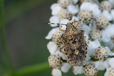 Rhaphigaster nebulosa / Grauwe schildwants