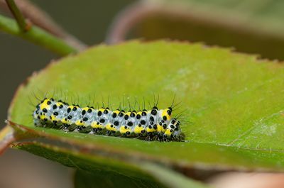 Diloba caeruleocephala / Krakeling