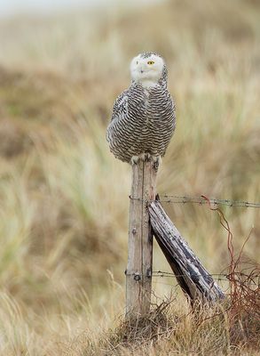 Snowy Owl / Sneeuwuil