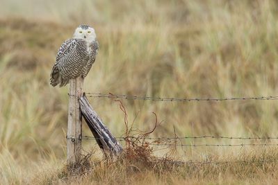Snowy Owl / Sneeuwuil