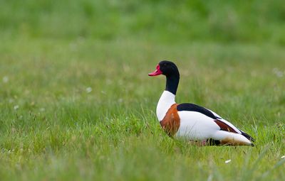 Common Shelduck / Bergeend