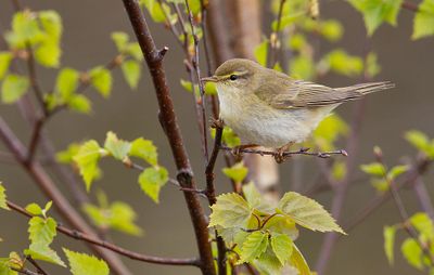 Willow warbler / Fitis