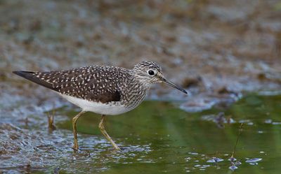 Solitary sandpiper / Amerikaanse bosruiter