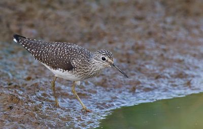 Solitary sandpiper / Amerikaanse bosruiter