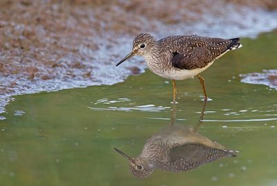 Solitary sandpiper / Amerikaanse bosruiter
