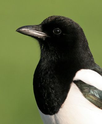 Magpie / Ekster 