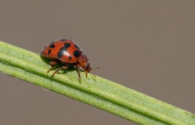 Subcoccinella vigintiquatuorpunctata / Vierentwintigstippelig lieveheersbeestje