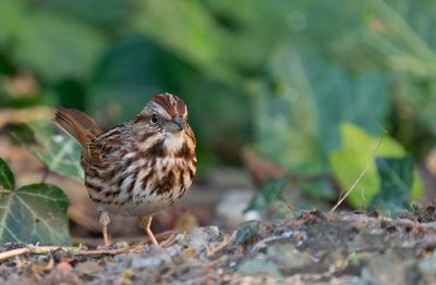 Song Sparrow / Zanggors