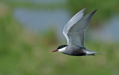 Whiskered Tern / Witwangstern