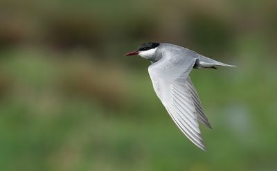 Whiskered Tern / Witwangstern