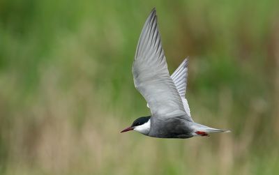 Whiskered Tern / Witwangstern