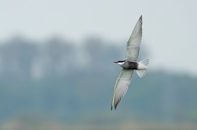 Whiskered Tern / Witwangstern
