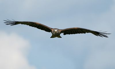 Black kite / Zwarte wouw