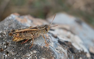 Italian locust / Rosevleugel 