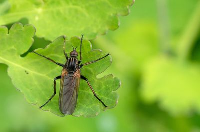 Empis tessellata / Grote dansvlieg