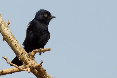 White-shouldered Black Tit / Guinese Mees