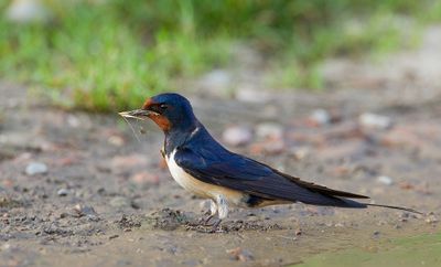Barn swallow / Boerenzwaluw