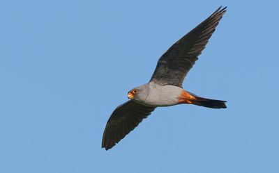 Red-footed Falcon / Roodpootvalk