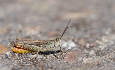 Bow-winged grasshopper / Ratelaar
