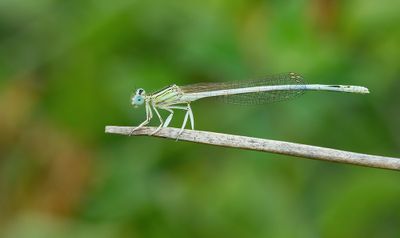 White Featherleg / Witte breedscheenjuffer