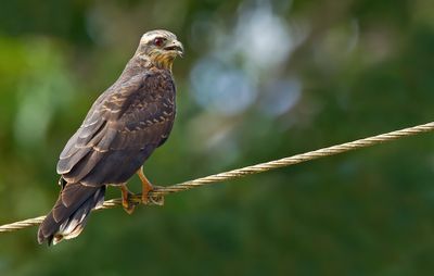 Snailkite / Slakkenwouw