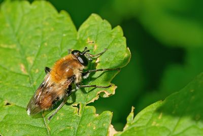 Criorhina floccosa / Pluimwoudzwever