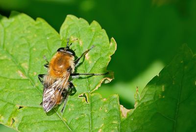 Criorhina floccosa / Pluimwoudzwever