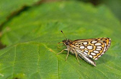 Large chequered skipper / Spiegeldikkopje 