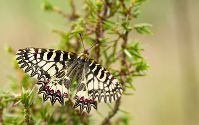 Southern Festoon / Zuidelijke pijpbloemvlinder 