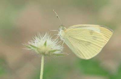 Small White / Klein koolwitje