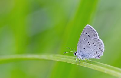 Oostelijk staartblauwtje / Eastern short-tailed blue