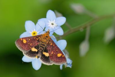 Pyrausta aurata / Muntvlindertje