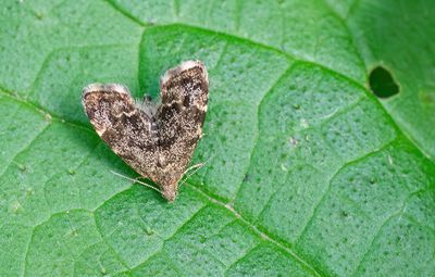 Common Nettle-tap / Kleine brandnetelmot