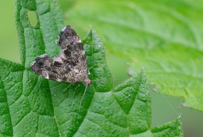 Common Nettle-tap / Kleine brandnetelmot