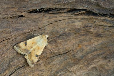 Heliothis peltigera / Vlekdaguil
