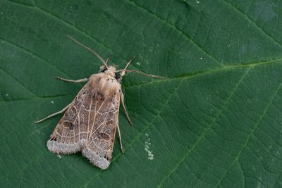 Agrochola lunosa / Maansikkeluil