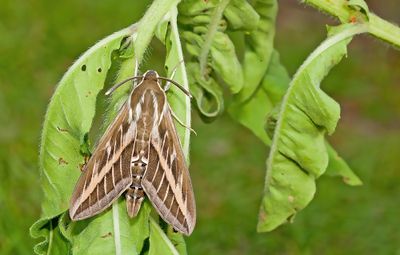 Striped Hawk-moth / Gestreepte pijlstaart