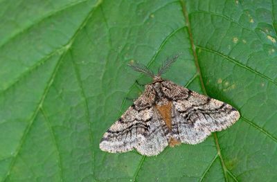 Brindled Beauty / Dunvlerkspanner