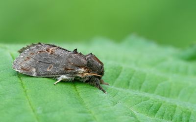 Iron prominent / Dromedaris