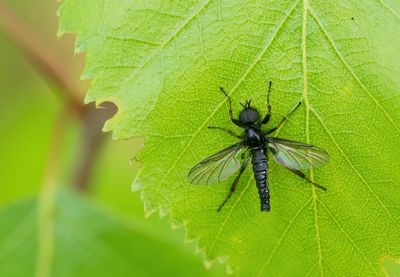 Bibio lanigerus / Kleine rouwvlieg
