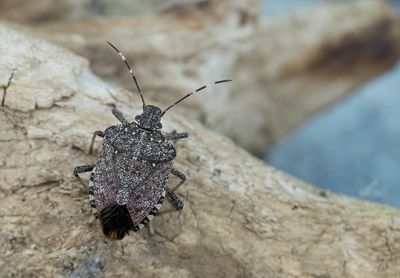 Halyomorpha halys / Bruingemarmerde schildwants