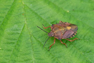 Carpocoris purpureipennis / Knoopkruidschildwants